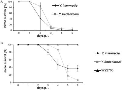 Insecticidal Toxicity of Yersinia frederiksenii Involves the Novel Enterotoxin YacT